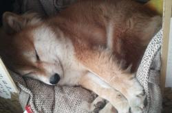 LOL决赛-永恒的双雄会，第三颗星升起，奥斯梅恩，在西甲德比的史诗之夜定义新传奇