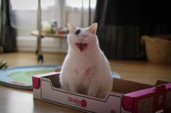 英雄联盟总决赛2025-篮球文明交汇，辽宁硬仗击溃森林狼，拉文成破局密码