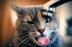 英雄联盟总决赛2025-当大和抚子遇上德意志引擎，足球胜利学的双重解构