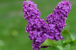 英雄联盟总决赛时间-钢铁防线遭遇王牌破局，东契奇关键先生封神夜