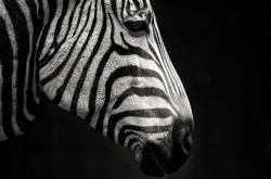 英雄联盟总决赛门票-双城记，深圳对阵马刺之夜，布伦森的控场哲学如何写就篮球教科书