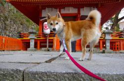 英雄联盟总决赛2025-孟菲斯风暴席上海，贝恩狂飙37分铸无形壁垒—压制级个人秀主导全局，雷霆万钧之势提前终结悬念