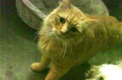 英雄联盟总决赛赛程-王者的低语，福克斯在焦点战证明自己，雷霆终结公牛的启示