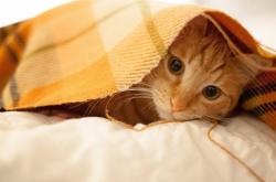 英雄联盟总决赛赛程-德意志交响曲与高加索狂想诗，当红牛铁蹄碾碎雄狮，克瓦拉茨赫利亚奏响独舞