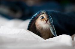 -于命运十字路口轰鸣，马里在铃鹿的终极一搏如何重写F1宇宙的秩序