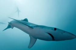 英雄联盟总决赛赛程-绝境双翼，库尔图瓦神扑定乾坤，拉齐奥压哨刺穿瑞士铁幕