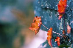 LOL决赛-欧冠决赛般的巅峰对决，快船力克深圳队，篮球场上的跨洲焦点战