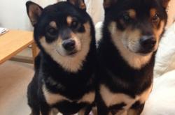 英雄联盟总决赛赛程-暗夜逆袭！小人物戈麦斯成屠龙关键先生，爱尔兰掀翻橙衣军团