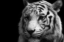 LOL决赛-掘金跨洋热身强势拿下吉林，拉文爆砍40分扛起全队