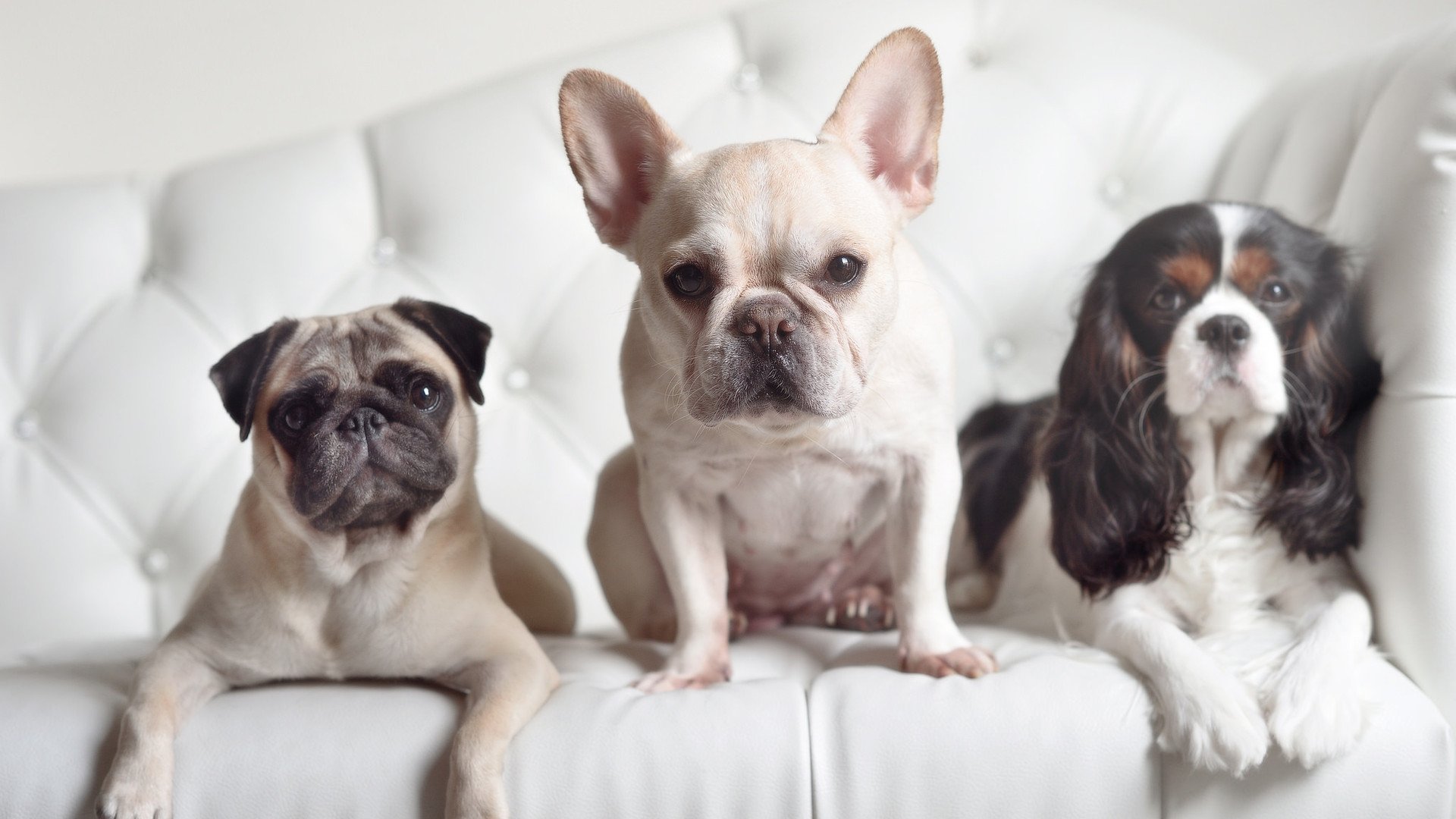 从非洲雄狮到欧洲豪门，罗德里戈的一波流启示录