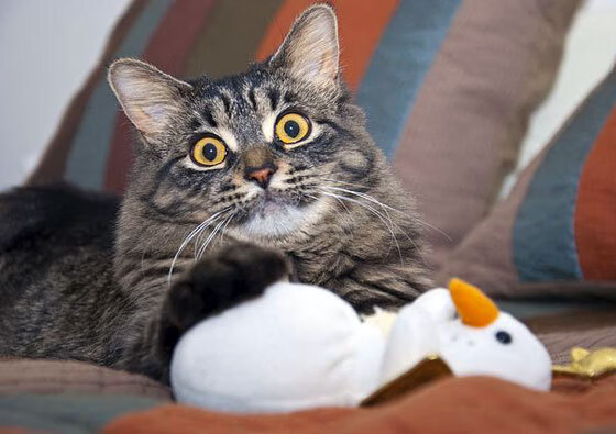 铸铁之心与数字之魂,杜兰特如何将一场溃败扛成了孤胆史诗