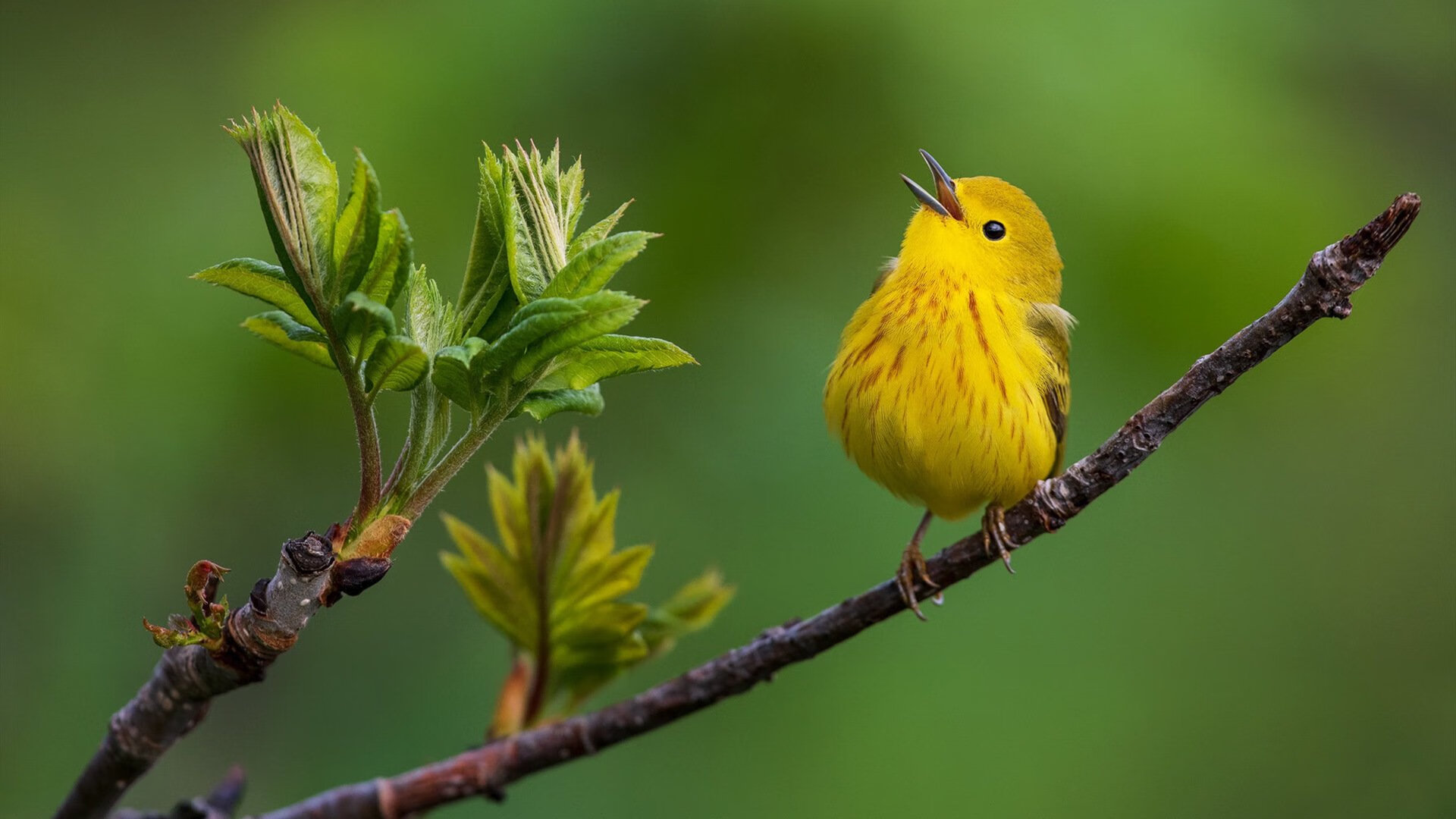 莱比锡红牛鏖战澳洲启示录，萨拉赫状态如焰火燎原点亮战术未来