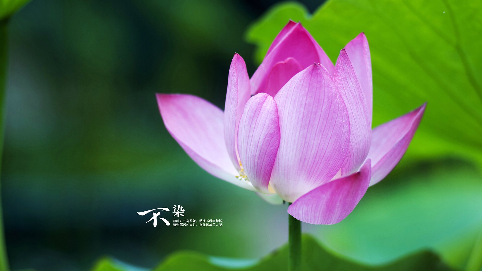 维京战吼撼动神话巨人,挪威黑马欧冠惊天逆转希腊豪门