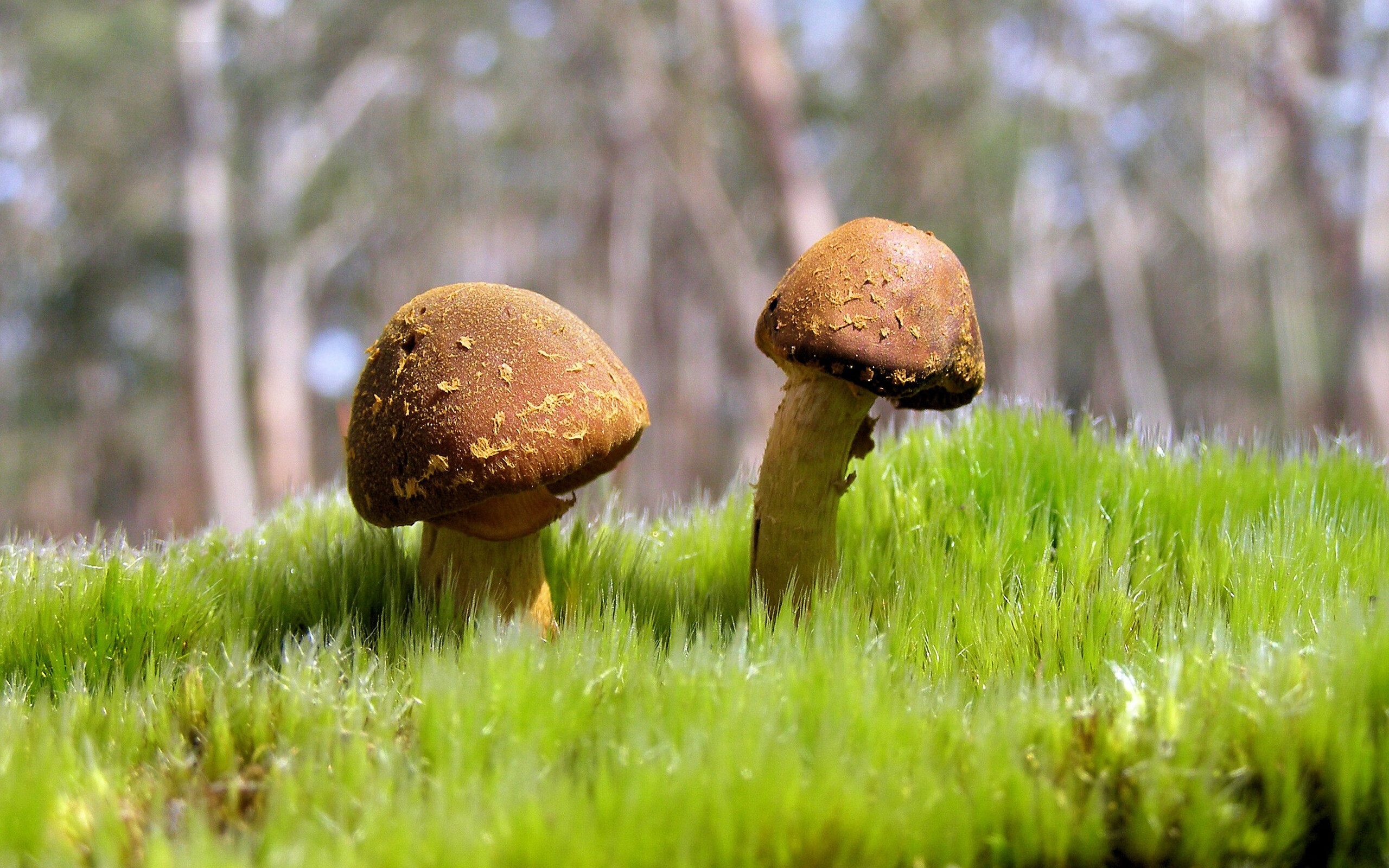 夜鹰无声,在2026世界杯之夜聆听时光的裂缝