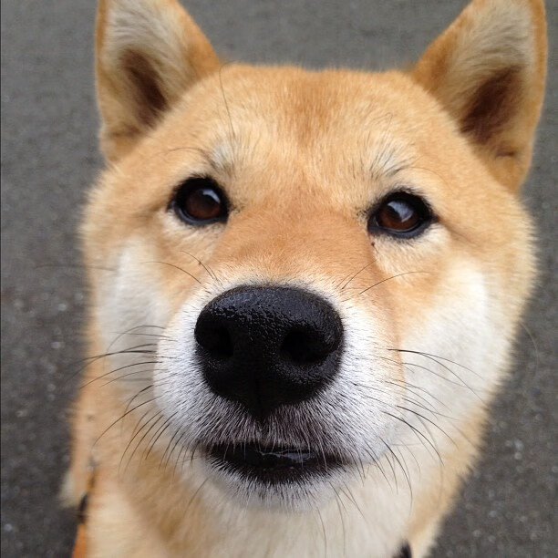 从伯纳乌到麦迪逊,欧冠级战术如何空降NBA淘汰赛战场