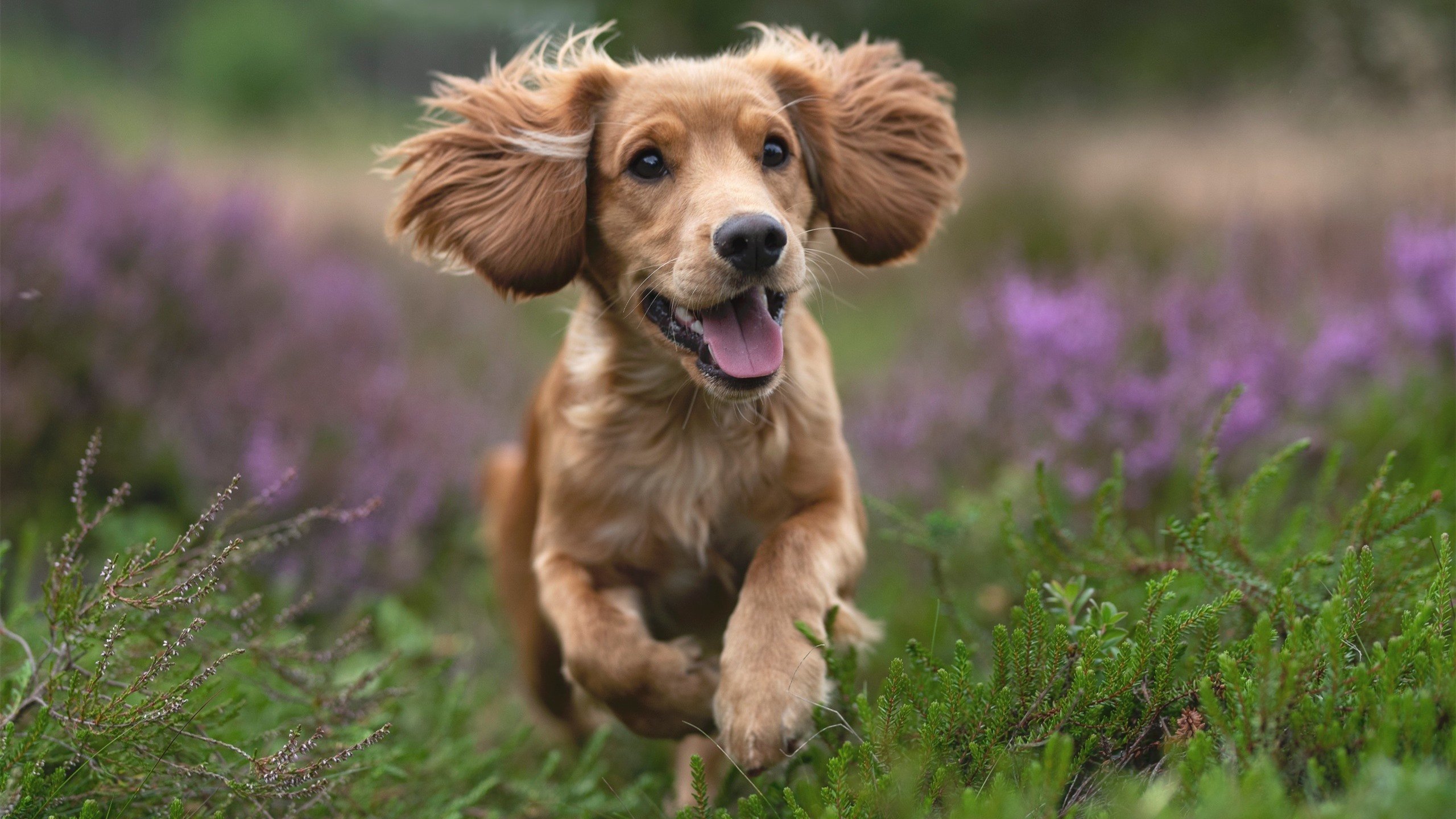 绿茵场与地缘牌桌，当卡塔尔血拼瑞士，梅西在平行时空接管比赛