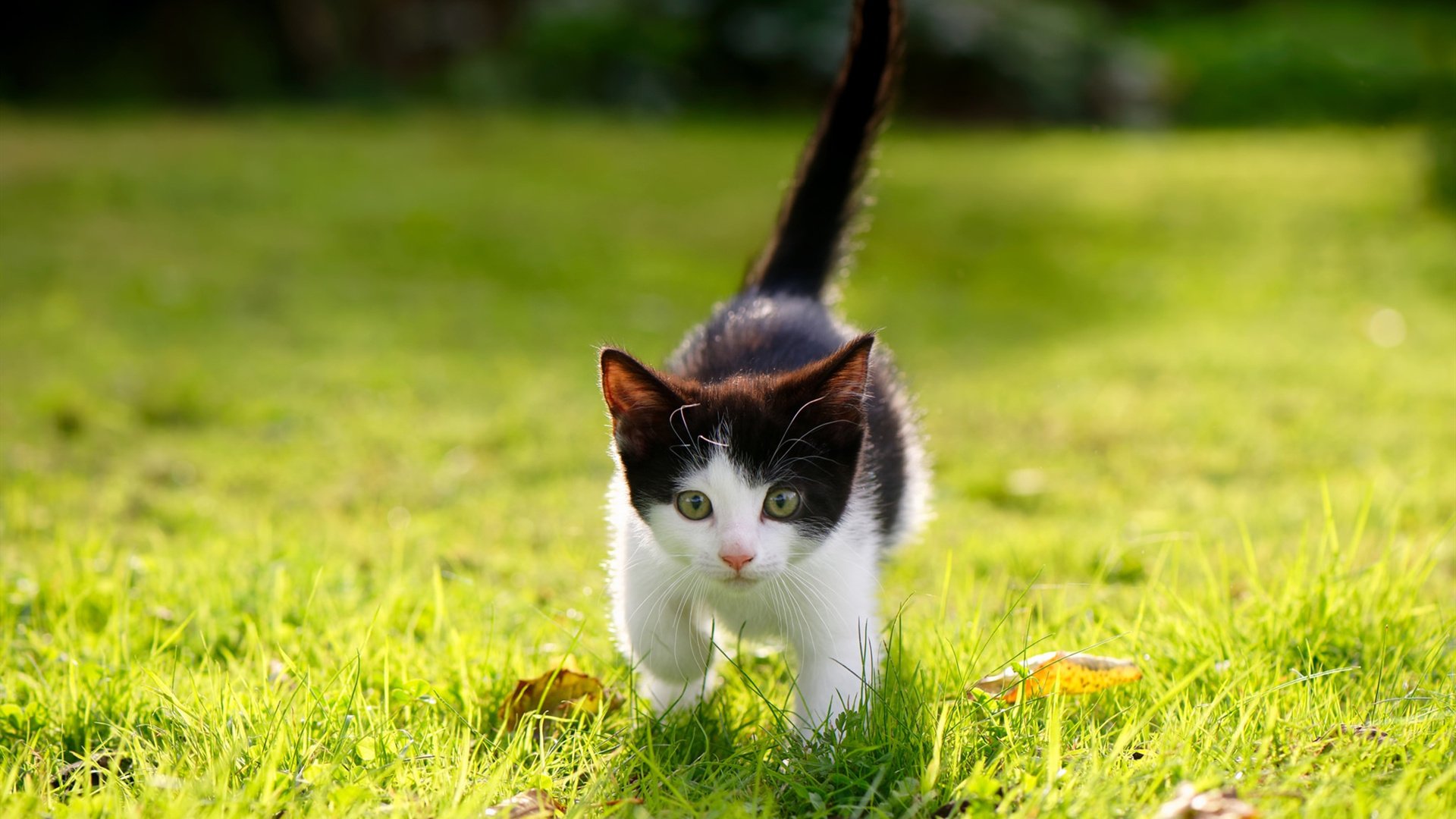 篮球文明交汇，辽宁硬仗击溃森林狼，拉文成破局密码