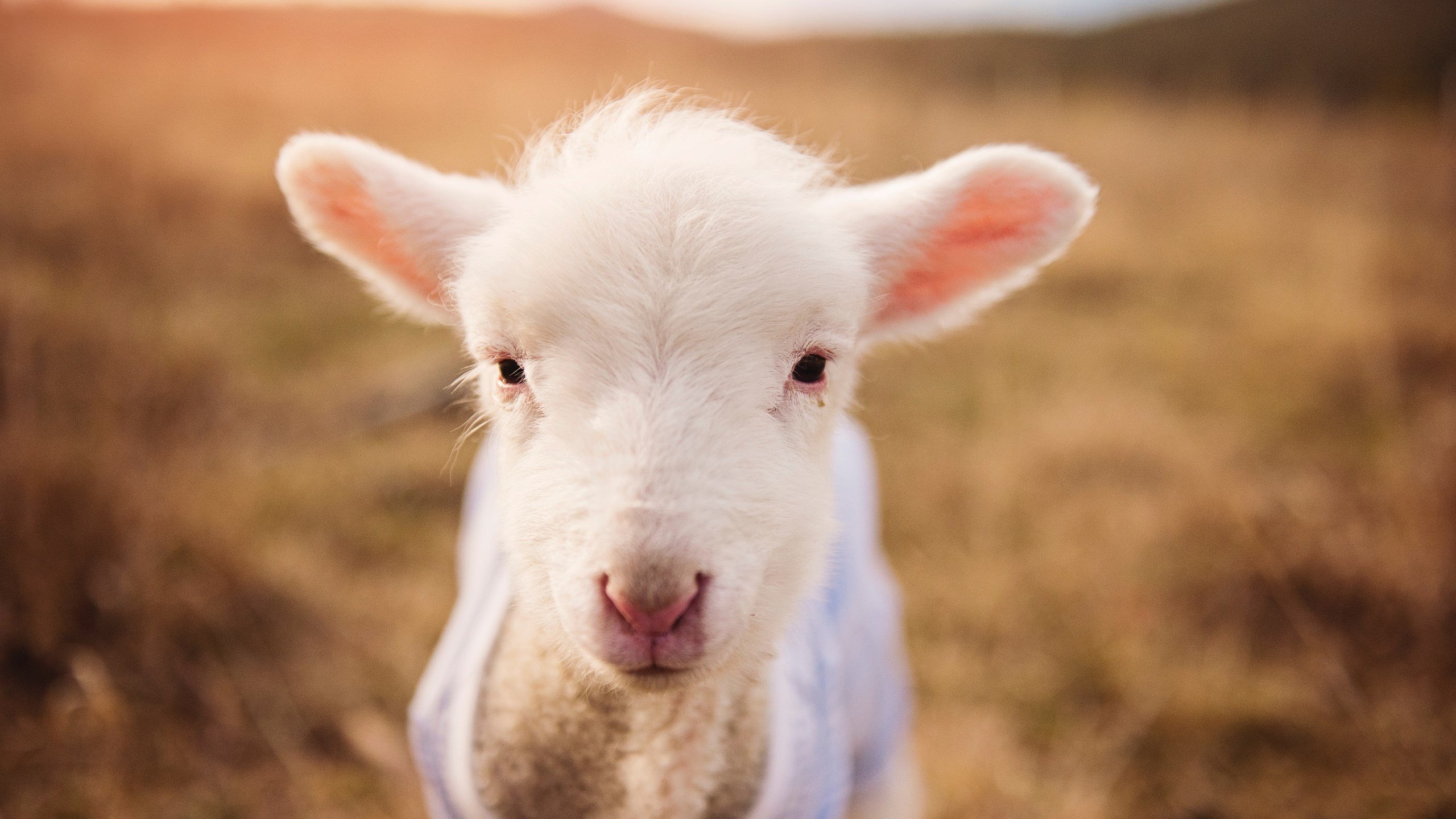 针尖刺破鼓胀的夜,利拉德在马刺与雷霆的废墟上完成救赎