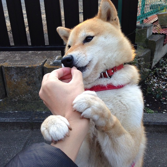 绿茵启示录，迪亚斯破局，曼联血战安哥拉的唯一救赎