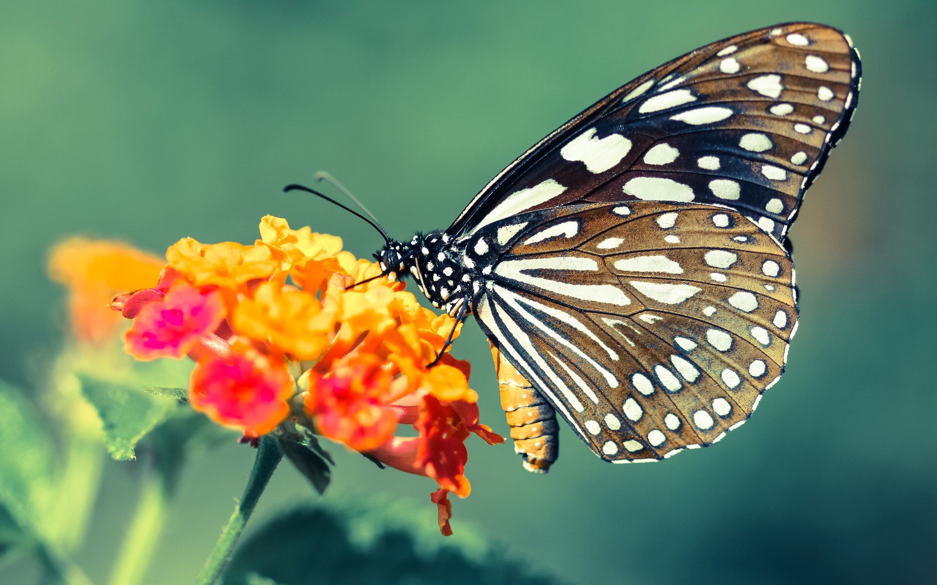 无声的棋手,格列兹曼在攻防两端的黑暗统治