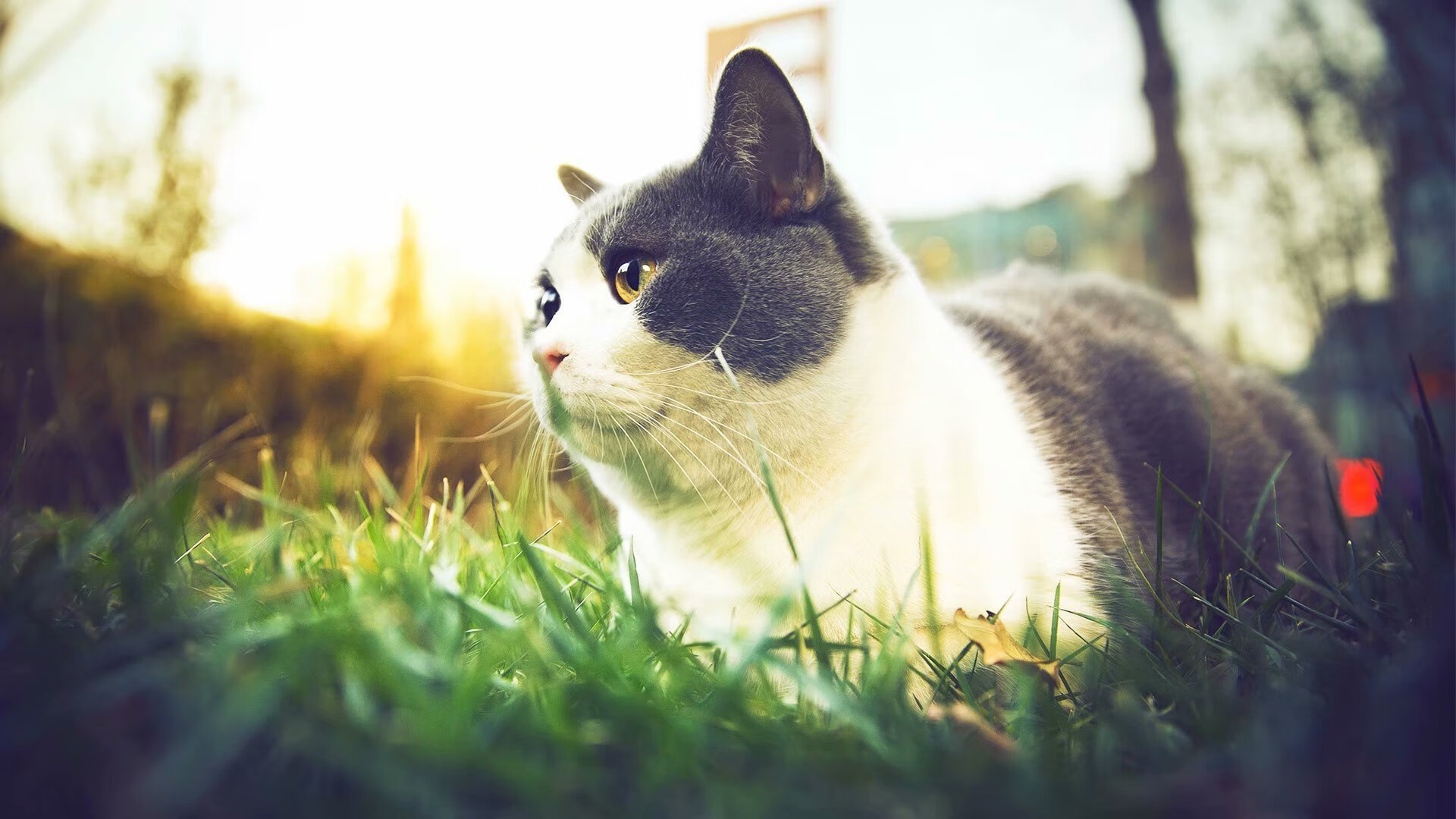 德罗赞关键先生显威，马刺正面击溃勇士展现团队力量