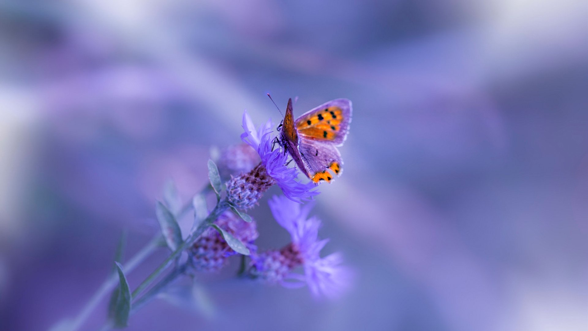 绿茵史诗,当非洲雄鹰碾过永恒之城,日本武士的利刃出鞘