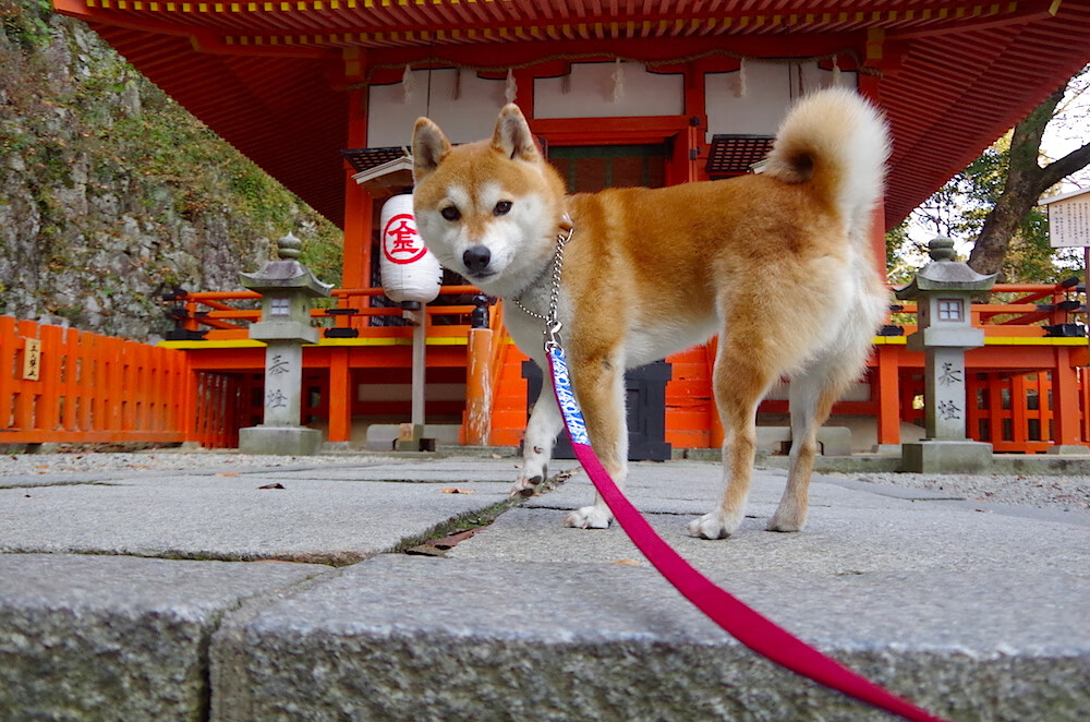 绿点球场不眠夜,当巴萨的月光照进南非的收割