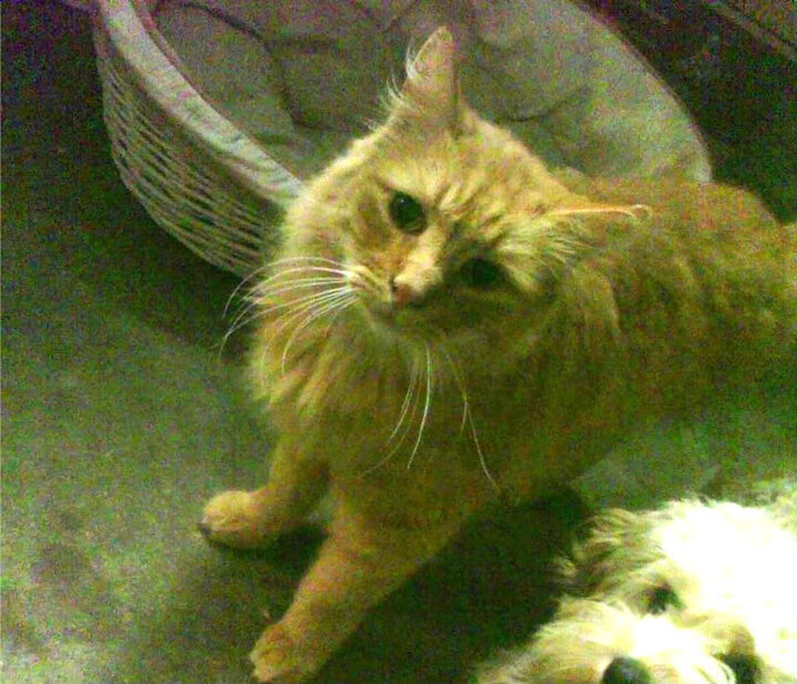 王者的低语,福克斯在焦点战证明自己,雷霆终结公牛的启示