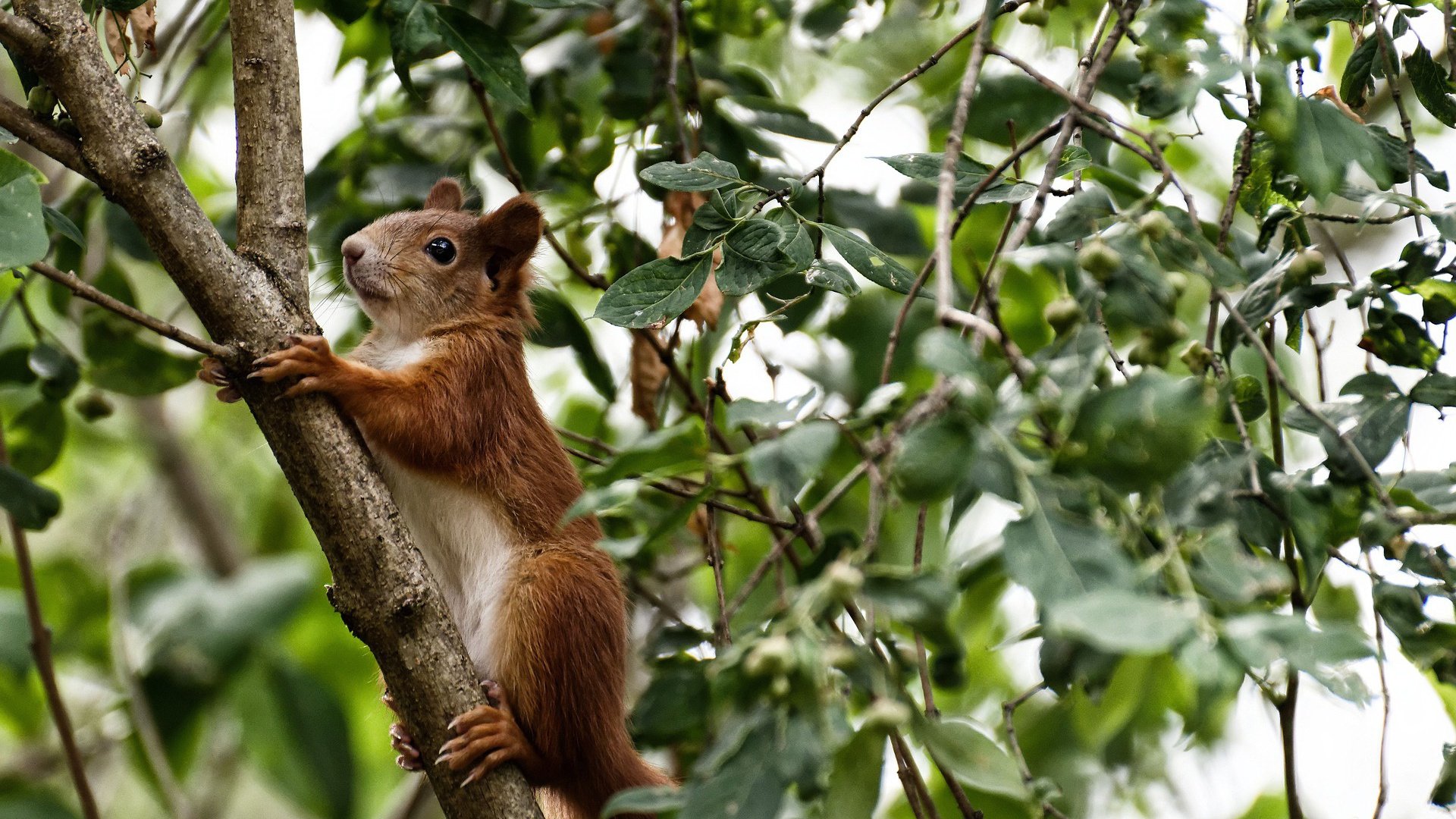 篮球新纪元，辽宁队收割黄蜂战术，预演马克西2026世界杯接管风暴