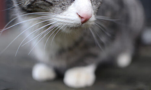 恩比德末节接管比赛,但开拓者一波带走的却是浙江队