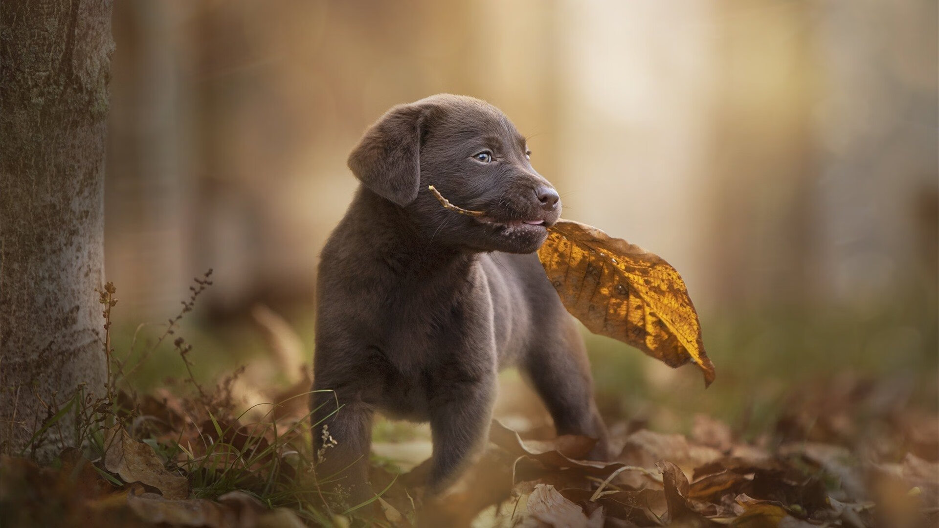 跨联赛的鏖战共鸣，从吉林队拼搏雄鹿精神到塔图姆东决关键战接管启示