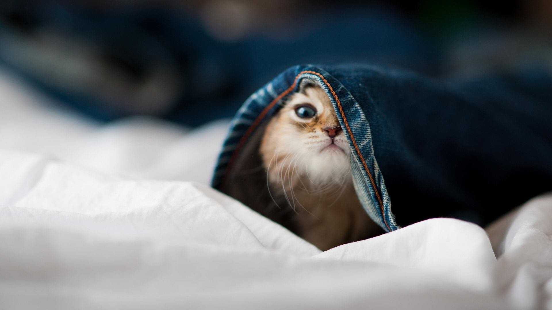 于命运十字路口轰鸣，马里在铃鹿的终极一搏如何重写F1宇宙的秩序