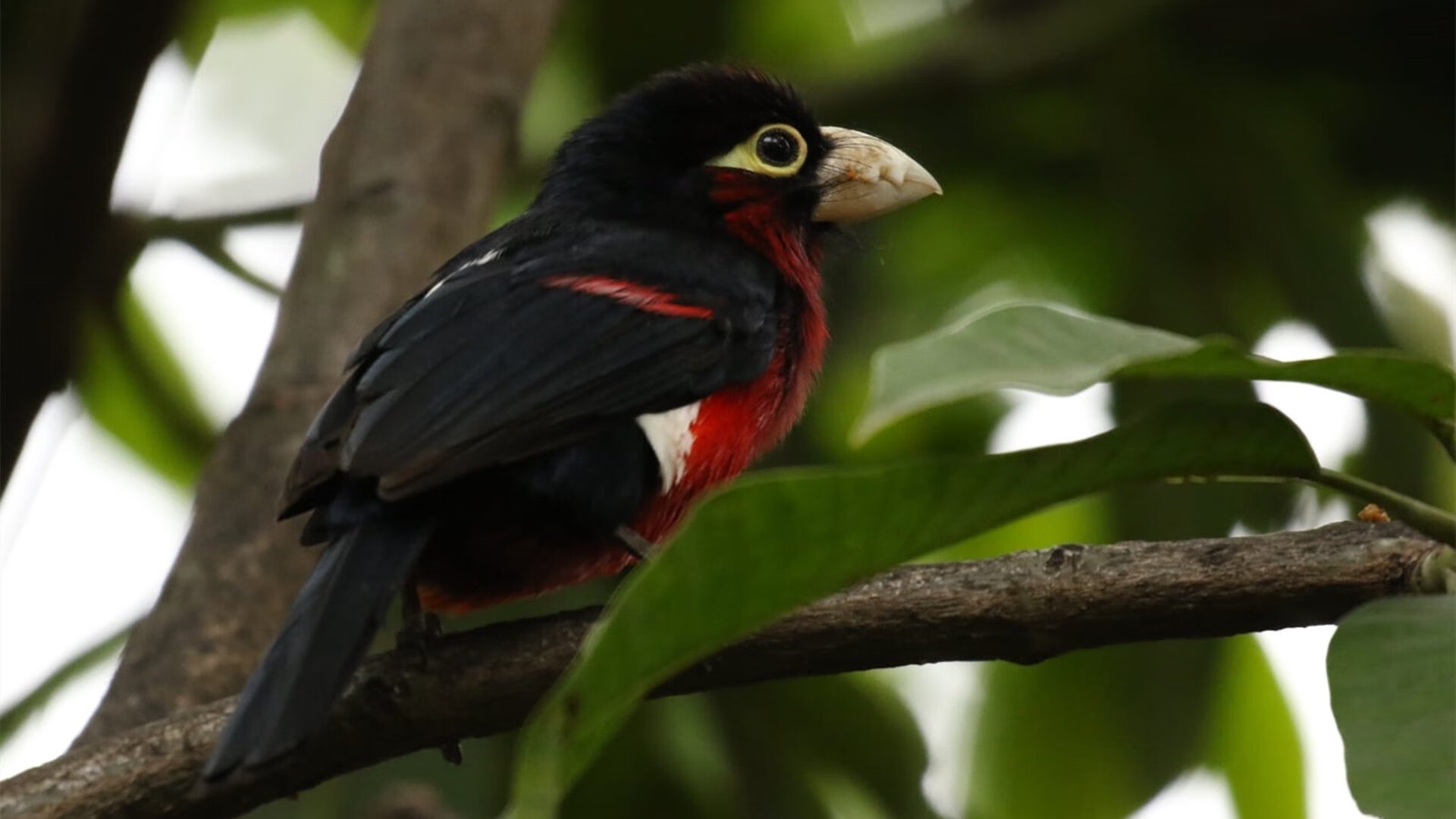 于命运十字路口轰鸣，马里在铃鹿的终极一搏如何重写F1宇宙的秩序
