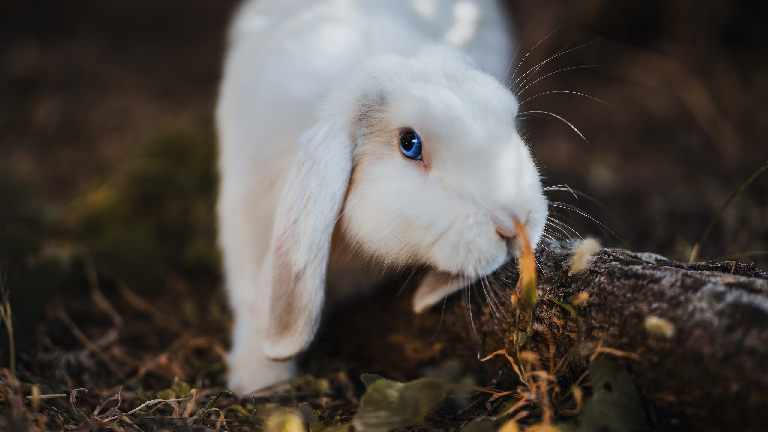 终结与接管,活塞击败开拓者,东契奇总决赛闪耀新时代