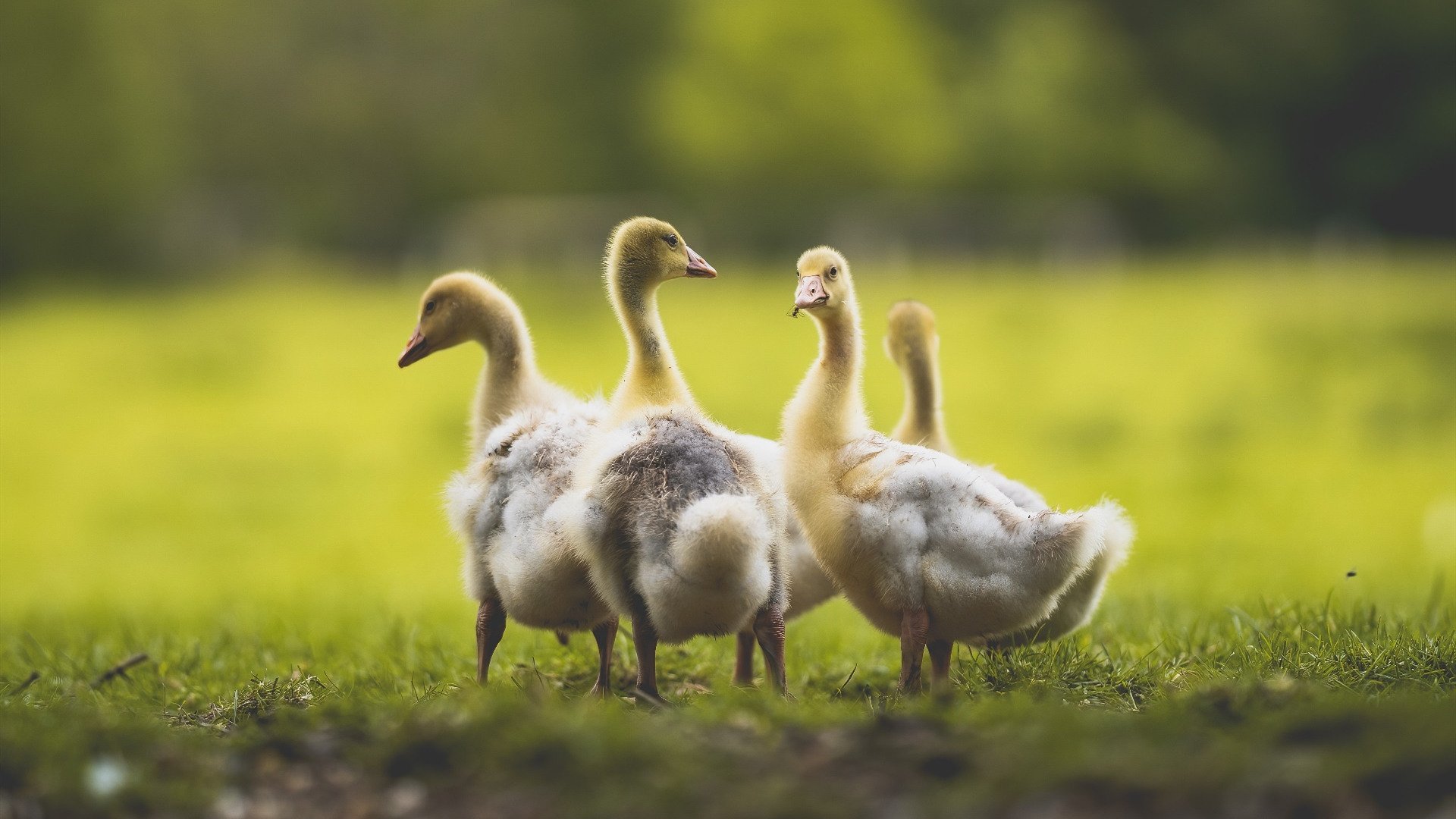 韩国破咒！客场逆袭瑞士，戈麦斯一球定乾坤成历史关键先生
