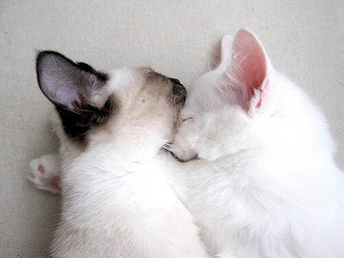 暴雨中的王权更迭,抢七生死局,爱尔兰如何让荷兰王朝黯然退场